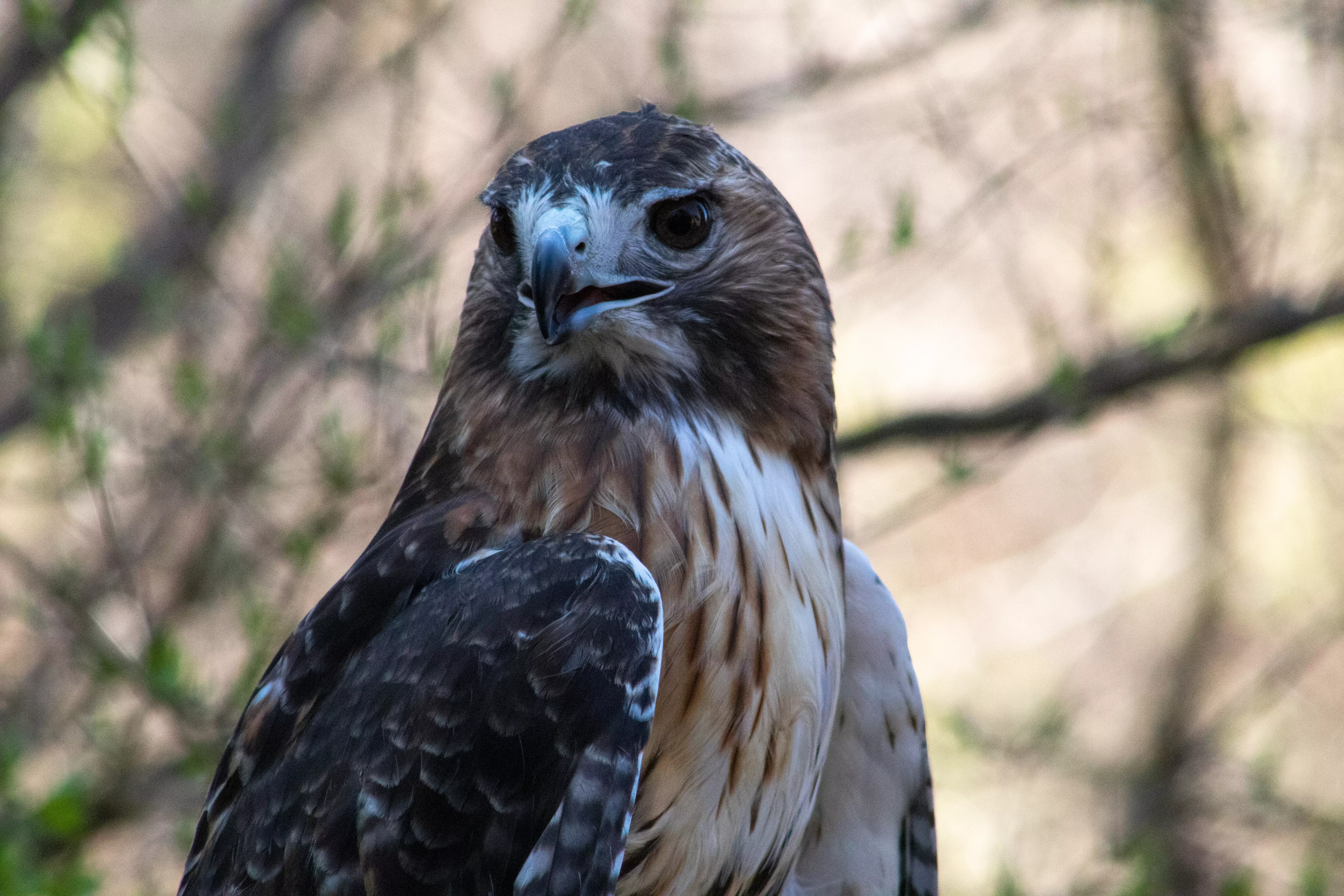 A closeup of a Cooper's Hawk